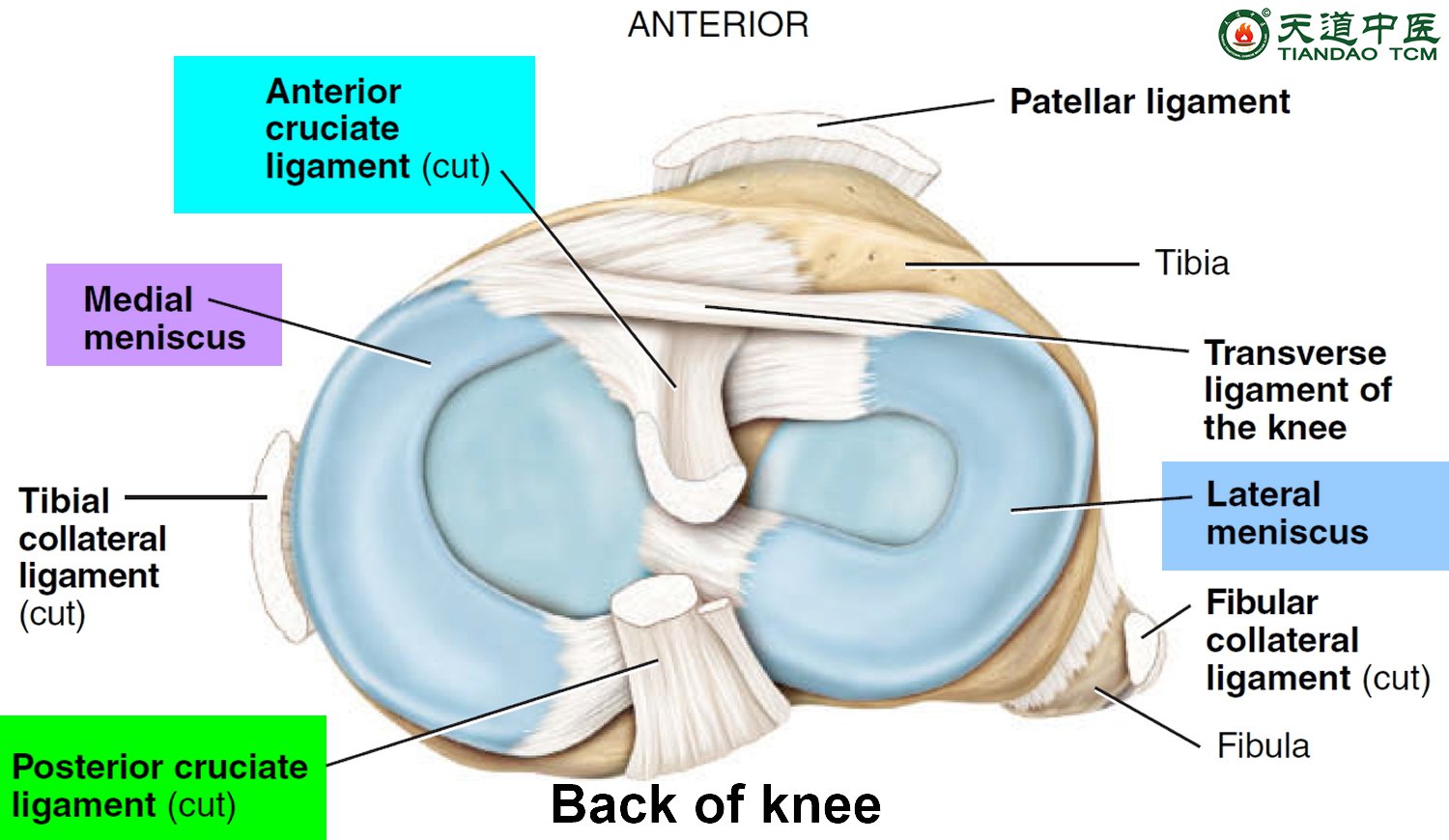 Degenerative lesions of the knee joint